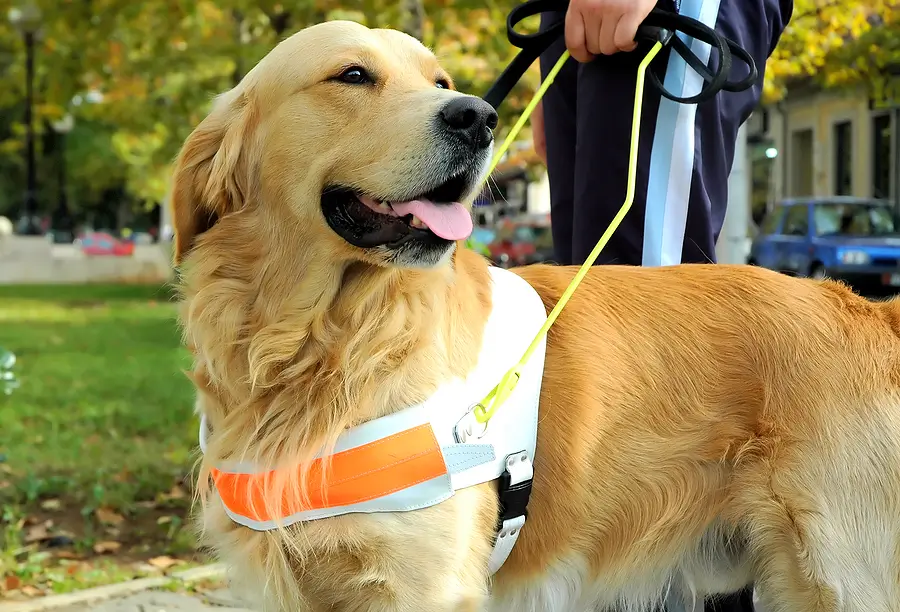 HUD's New Assistance Animal Guidance: What Utah Landlords Need to Know