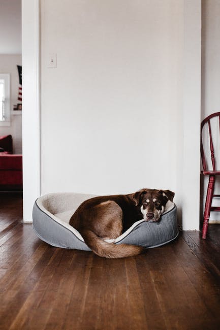 The Benefits of Renting to Tenants With Pets