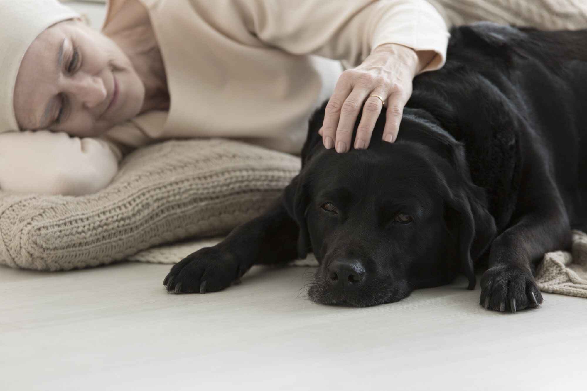 Property Management 101: The Difference Between Pets and Support Animals